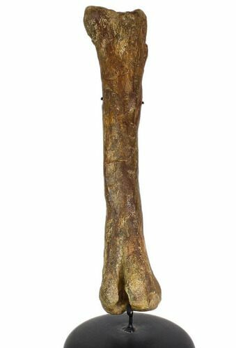 Fossil Hadrosaur (Kritosaurus) Femur - Aguja Formation, Texas #113101